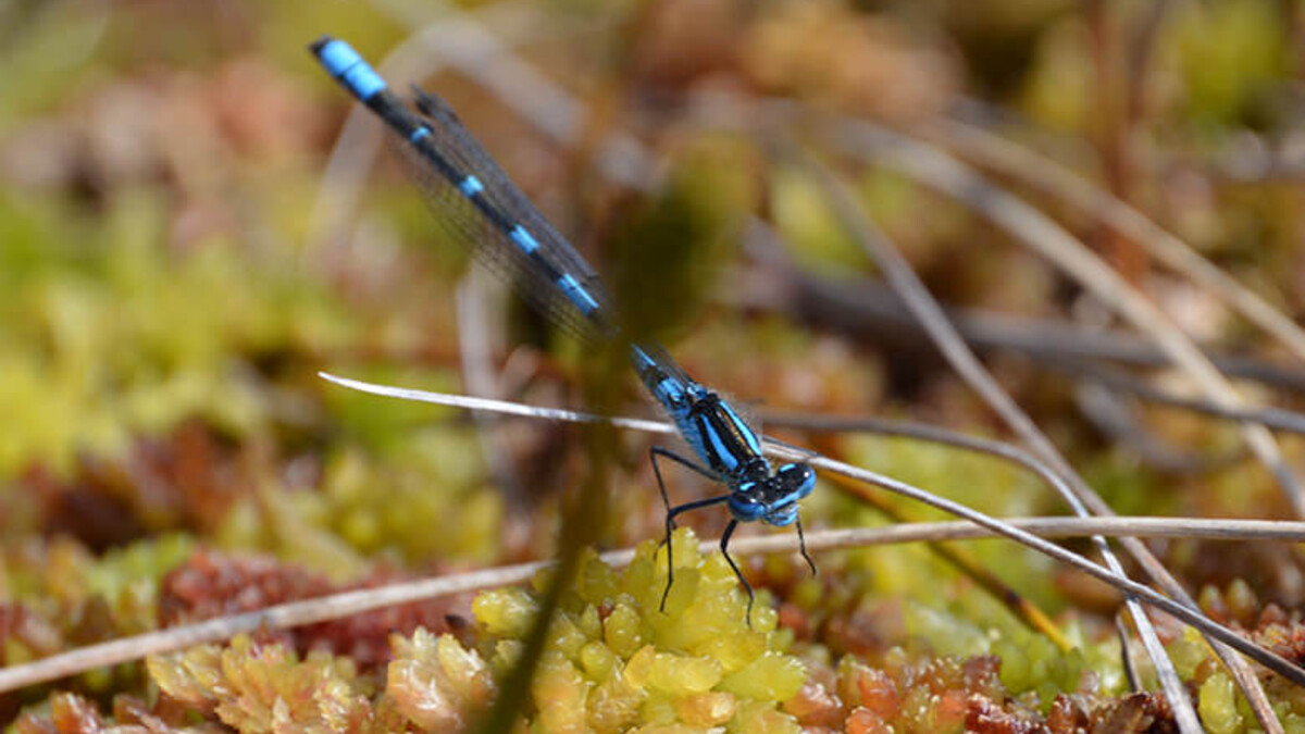 blue damsel fly sphagnum moss peatlands