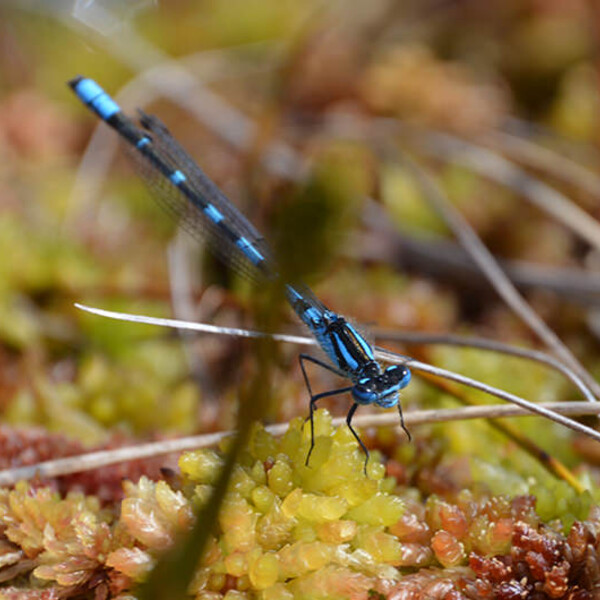 blue damsel fly sphagnum moss peatlands