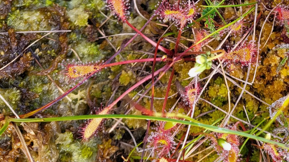 Peatland Code restoration Scotland UK IUCN